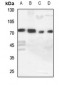 Anti-Cytochrome P450 11A1 Antibody
