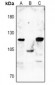 Anti-Dynamin 1 (pS774) Antibody