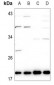 Anti-Ephrin A1 Antibody