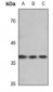 Anti-EIF2S1 (pS51) Antibody