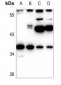 Anti-EIF2S1 Antibody