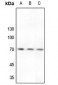 Anti-Factor II APII Antibody