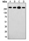 Anti-FASN Antibody