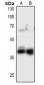 Anti-FGF5 Antibody