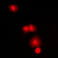 Anti-mTOR Antibody