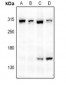 Anti-mTOR Antibody