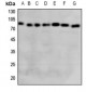 Anti-GCLC Antibody