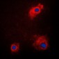 Anti-GSK3 alpha (pS21) Antibody