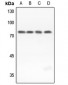 Anti-GUCY1B3 Antibody