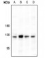 Anti-CD49c Antibody