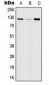 Anti-JAK2 (pY570) Antibody