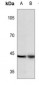 Anti-c-Jun (pY170) Antibody