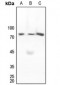 Anti-MARCKS Antibody