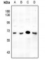 Anti-SMAD6 Antibody