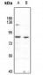 Anti-TAU (pT534) Antibody