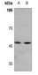 Anti-MAZ Antibody