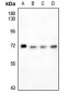 Anti-FOXO4 (pS197) Antibody