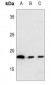 Anti-NEDD8 Antibody