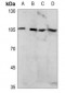 Anti-NF-kappaB p105 (pS927) Antibody