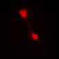 Anti-IKB alpha Antibody