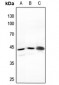 Anti-NFYA Antibody