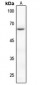 Anti-PAK2 (pS20) Antibody