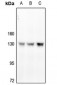 Anti-CD31 (pY713) Antibody