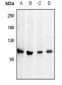 Anti-PI3K p110 delta Antibody