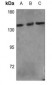 Anti-PLC gamma 1 Antibody
