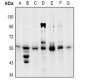 Anti-PPAR gamma (pS112) Antibody