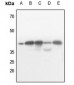 Anti-AMPK beta 1 (pS182) Antibody