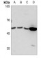 Anti-PRKAR1B Antibody