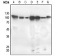 Anti-PKC zeta (pT560) Antibody