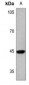 Anti-MKK1 (pT292) Antibody