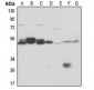 Anti-PSMC6 Antibody