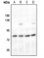 Anti-c-Rel Antibody