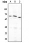 Anti-NF-kappaB p65 (pS276) Antibody