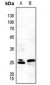 Anti-RGS1 Antibody