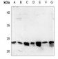 Anti-SUMO2/3 Antibody