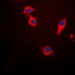 Anti-Beta-synuclein Antibody