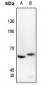 Anti-c-SRC (pY529) Antibody