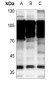 Anti-NKX2-1 Antibody