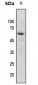 Anti-Vimentin (pS56) Antibody