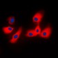 Anti-14-3-3 epsilon Antibody