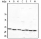 Anti-14-3-3 epsilon Antibody