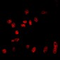 Anti-Cullin 2 Antibody