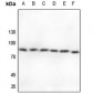 Anti-Cullin 2 Antibody