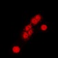 Anti-Cullin 1 Antibody