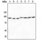 Anti-Cullin 1 Antibody