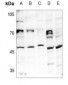 Anti-HAT1 Antibody